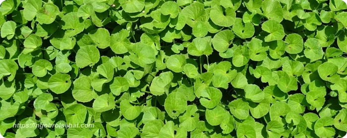 daun pegagan - ngobrol sehat