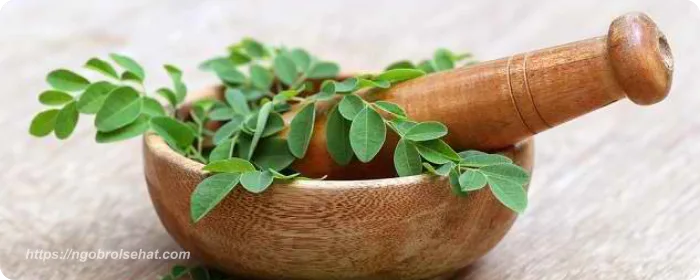 manfaat kesehatan daun kelor- ngobrol sehat