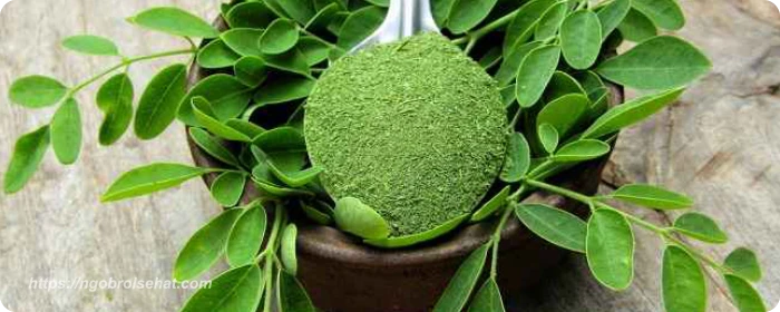 manfaat kesehatan daun kelor - ngobrol sehat