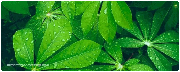 kandungan gizi daun singkong yang kaya manfaat - ngobrol sehat