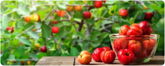 buah acerola - ngobrol sehat