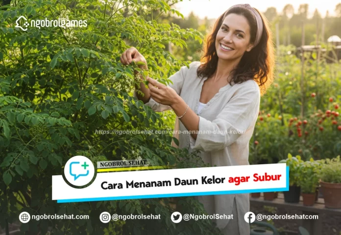 cara menanam daun kelor - ngobrol sehat